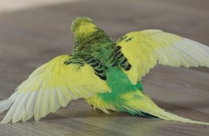 vogelsichere Zimmer