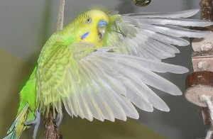 Freiflug