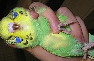 Fixiergriff
