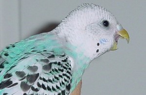Sprechen