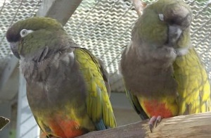 Vogellexikon