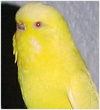 Lutino