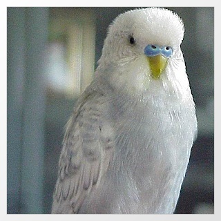 Spangle grau