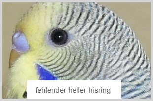 fehlender Irisring