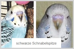 schwarze Schnabelspitze