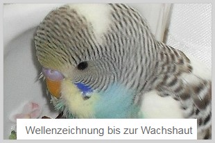 Wellenzeichnung