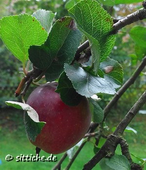 Apfelbaum