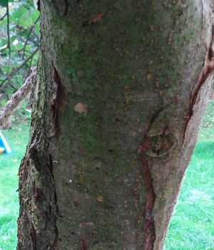 Apfelbaum