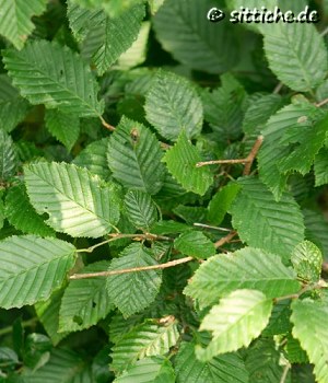 Hainbuche