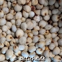 Dari-Sorghum