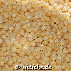 Goldhirse