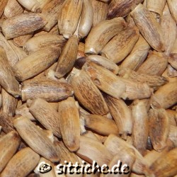 Mariendistel