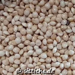 Silberhirse