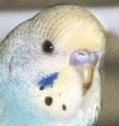 Nasenhaut Jungvogel Hahn
