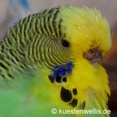 brutlustige Henne