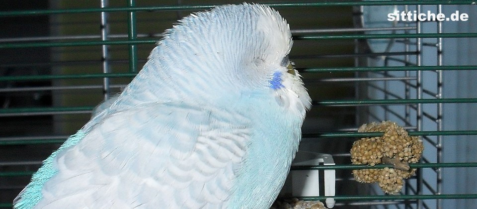 Kokzidiose