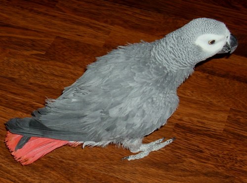 Graupapagei