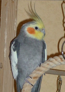 Nymphensittich