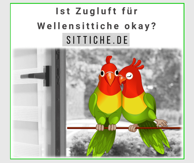 Wellensittiche - ist Zugluft gefährlich?